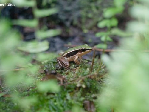 春日蛙聲響起！認識臺北赤蛙的生命故事，一起守護濕地與水域環境